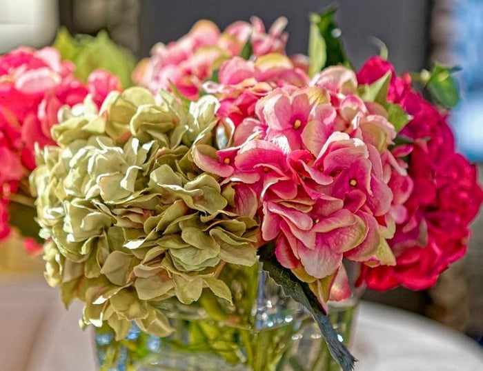 Hydrangea - NDI
