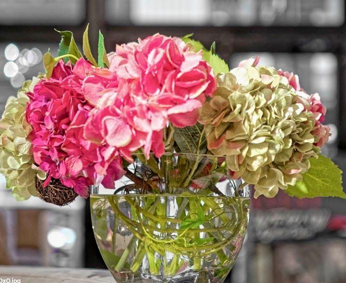Hydrangea - NDI