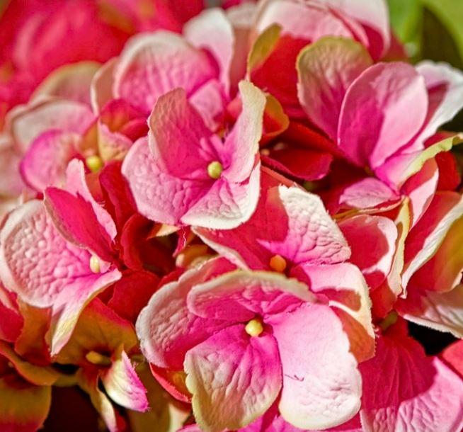 Hydrangea - NDI